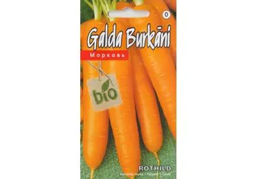 Morkos ROTHILD
