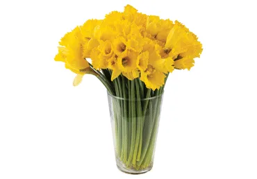 Narcizų puokštė, 30 vnt