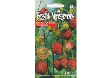 Paprastoji žemuogė Erna