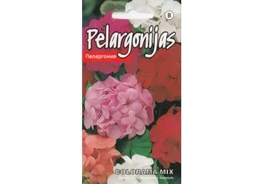 Pelargonijos Colorama