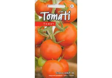 Pomidorai GALALANT H