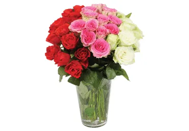 Grieztie ziedi Rozes 15gab.