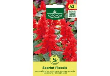 Šalavijai Scarlet Piccolo,  AGRONOM
