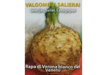 Salierai "Rapa di verona bianco veneto" - 2