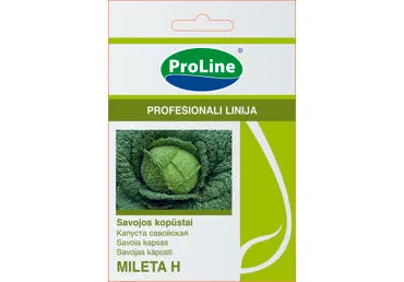 Savojos kopūstai  "Mileta H"   - 20s