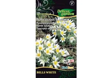 Šilagėlės BELLS WHITE (paprastosios), 1 vnt.