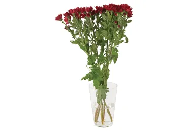 Grieztie ziedi Krizantēmas 5gab.