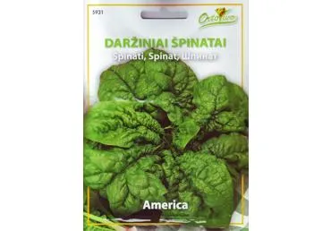 Špinatai „America“ - 7,5
