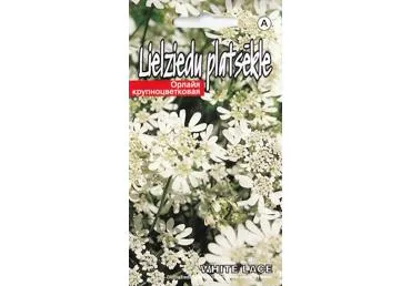 Stambiažiedės orlajos WHITE LACE
