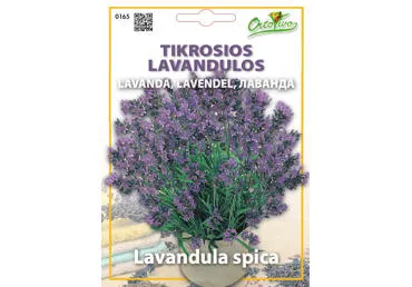 Tikrosios lavandulos - 0,35