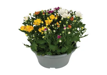 Vazoninė gėlė chrizantema