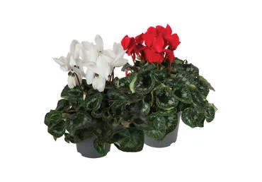 Telpaugs Ciklamena D 12cm