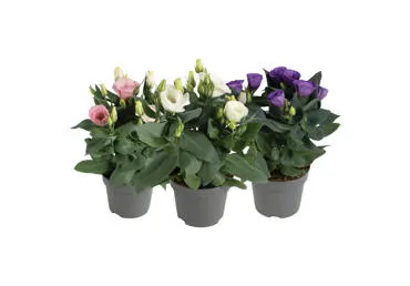 Vazoninė gėlė EUSTOMA, 1 vnt.