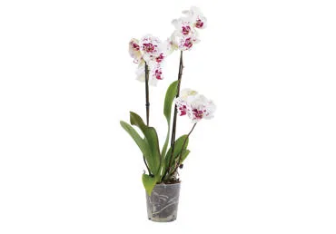 Vazoninė gėlė orchidėja 3 šakos