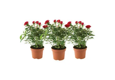 Telpaugs Roze D 13cm