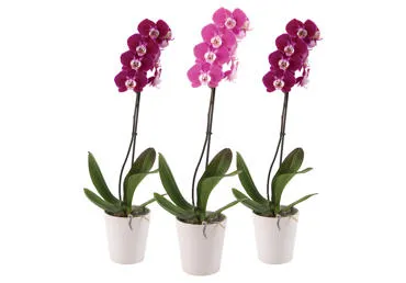 Vazozinė gėlė orchidėja