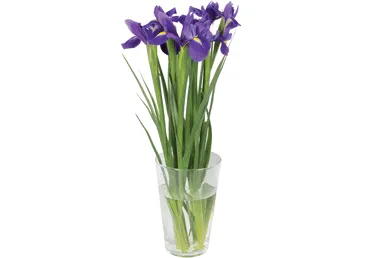 Grieztie ziedi Īrisi 7gab.