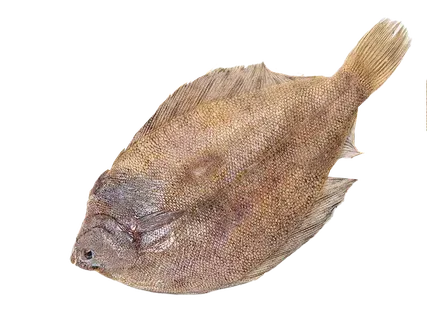 FISHNET Europinė paltusinė plekšnė