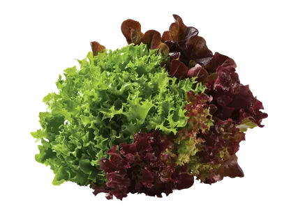 Daudzkrāsu salāti podiņā 1 gab. 1bez