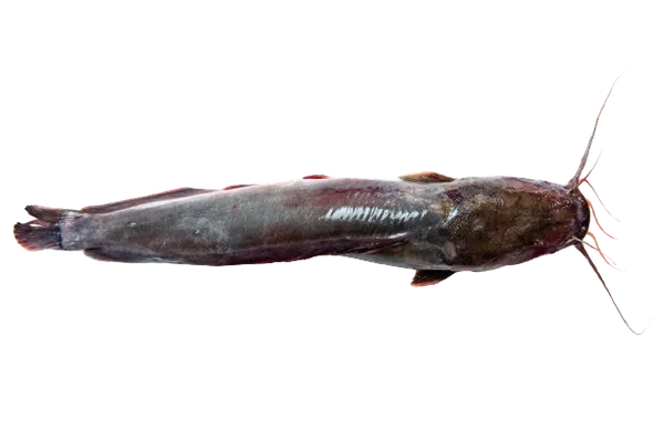Afrikinis šamas plėšikas, skrostas, su galva,  0,6-1,5 kg,kg