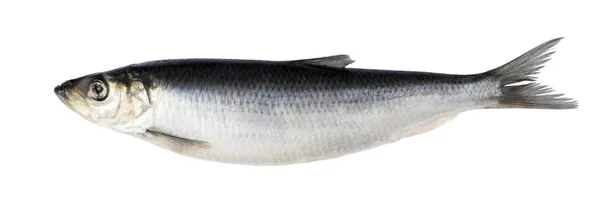 Atlantinė silkė, ~3kg