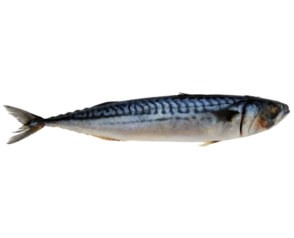 Atlantinė skumbrė, neskrosta, 0,3-0,4kg