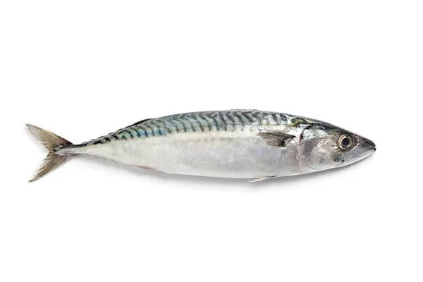 Atlantinė skumbrė, neskrosta, 0,3-0,5kg