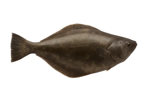 Atlantinis paltusas, skrostas, su galva 5-7 kg