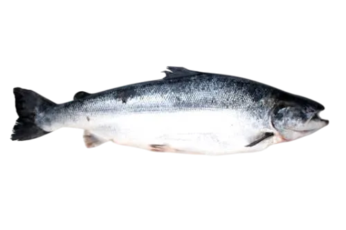 Atvėsinta atlantinė lašiša, su galva, skrosta, 4-5 kg