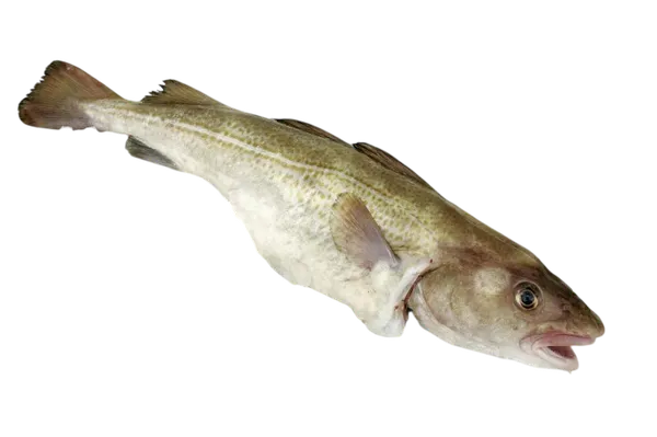 Atvėsinta atlantinė menkė, skrosta, su galva 400-500g