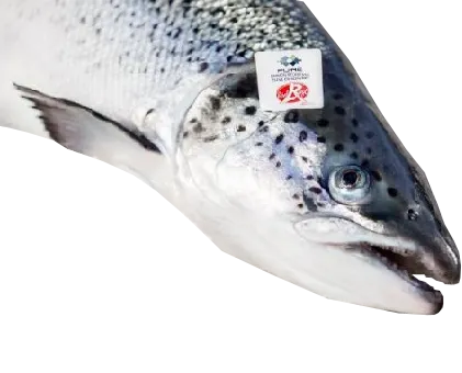 Atvėsinta Škotiška lašiša (Rouge), skrosta, su galva, 4-5 kg