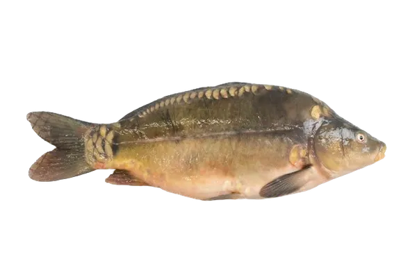 Atvėsintas karpis, skrostas, su galva, 1,2-1,5kg, 5kg