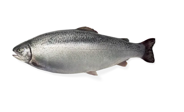 Atvėsintas vaivorykštinis upėtakis HIMA, skrostas, 4-5 kg