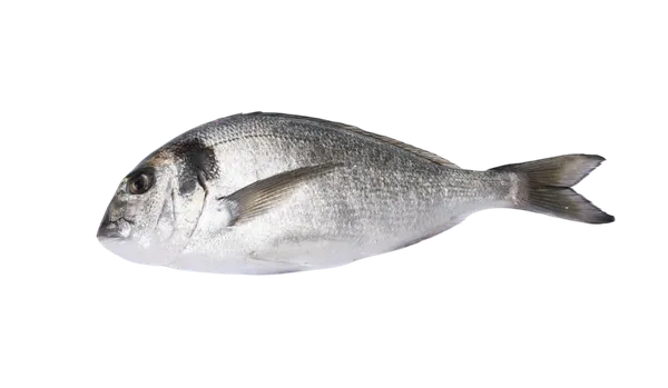 Auksaspalvė dorada, neskrosta, su galva, 1-1,5 kg, užauginta ūkyje