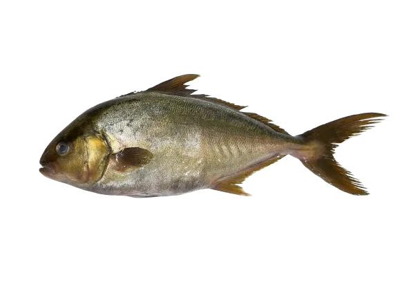 Citrininė seriolė, neskrosta, su galva, ~2-3 kg