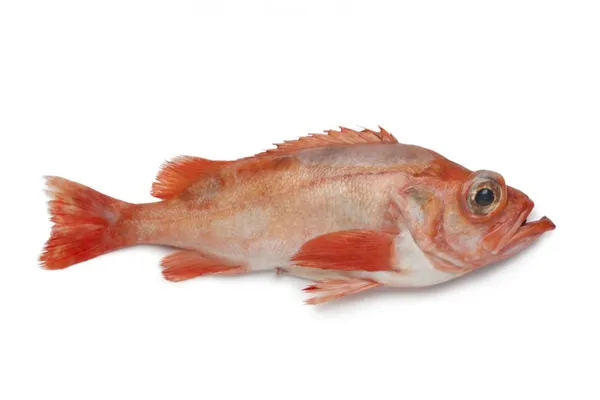 Didysis jūrinis ešerys, neskrostas, su galva, 0,7-1,5 kg