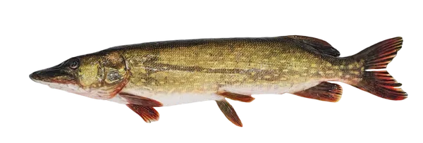 Europinė lydeka, 1-2,5kg, kg