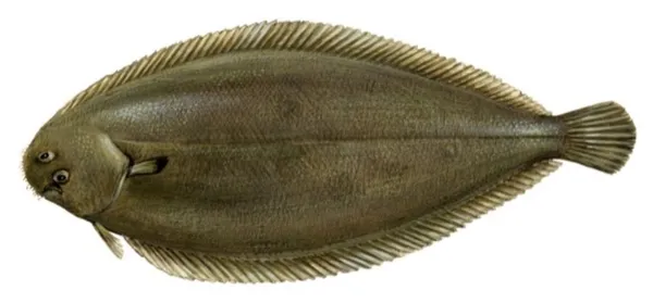 Europinis jūros liežuvis, skrostas, 0,6-0,8kg