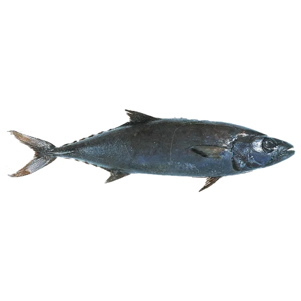 Geltondryžė riebžuvė, skrosta, su galva, ~10 kg