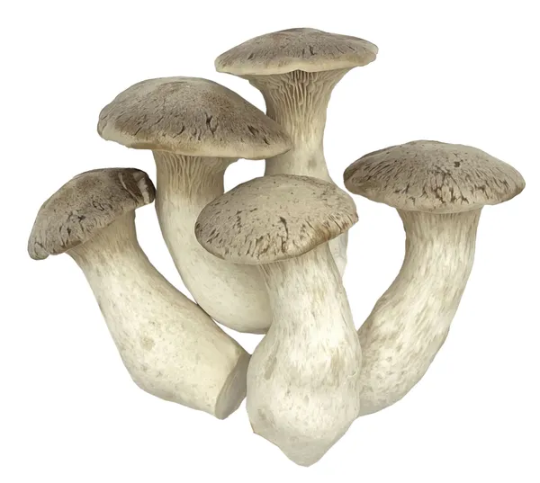 Grybai Eryngi MYCOS ROYALE, fasuoti, 200 g
