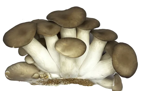 Grybai MYCOS ROYALE "Juodasis Perlas", fasuoti 200 g