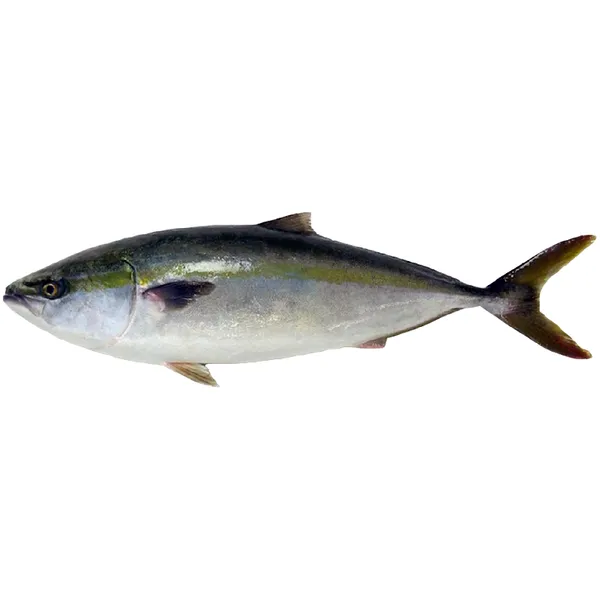 Japoninė seriolė (Hamachi), skrosta, su galva, ~9kg