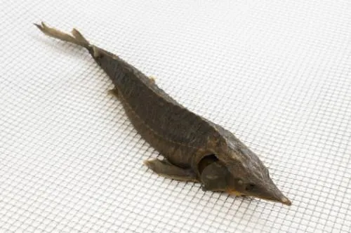 Karštai rūkytas sibirinis eršketas, skrostas, su galva, 1,5-4 kg,  kg