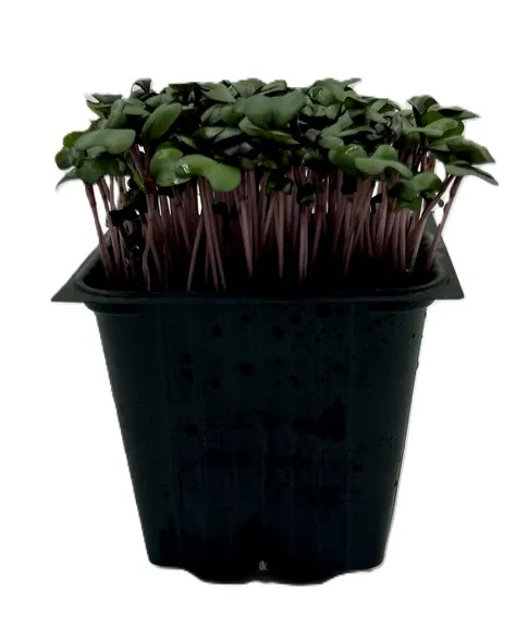 Kopūstas, indelyje, 100 g,