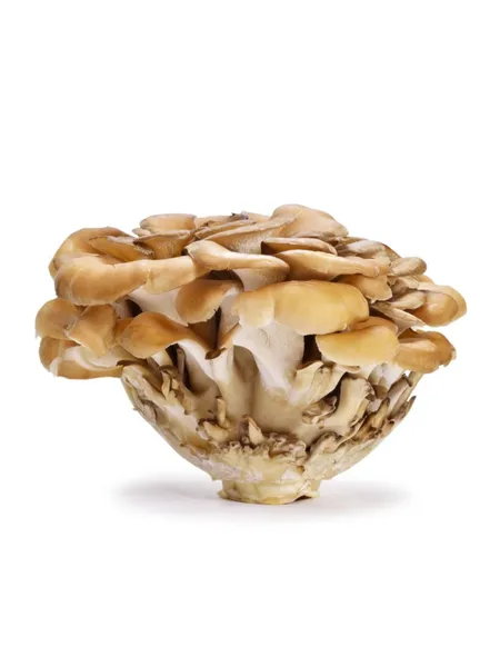 Kuokštinė grifolė, 150 g