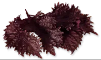 Lapai SHISO, purpuriniai, 15 vnt.
