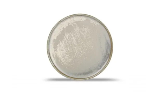 Lėkštė USKO, porcelianas, D 22,5 cm, vnt