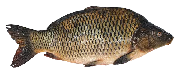 Karpa ķidāta, Fish Room, atdzesēta, ar galvu, sver 1.5-2 kg