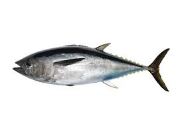 Paprastasis mėlynpelekis tunas BALFEGO, skrostas, 100+kg