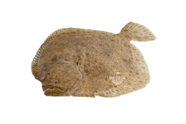 Paprastasis otas, skrostas, su galva, 2-2,5 kg, ~10 kg